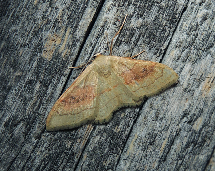 Idaea rubraria Geometridae